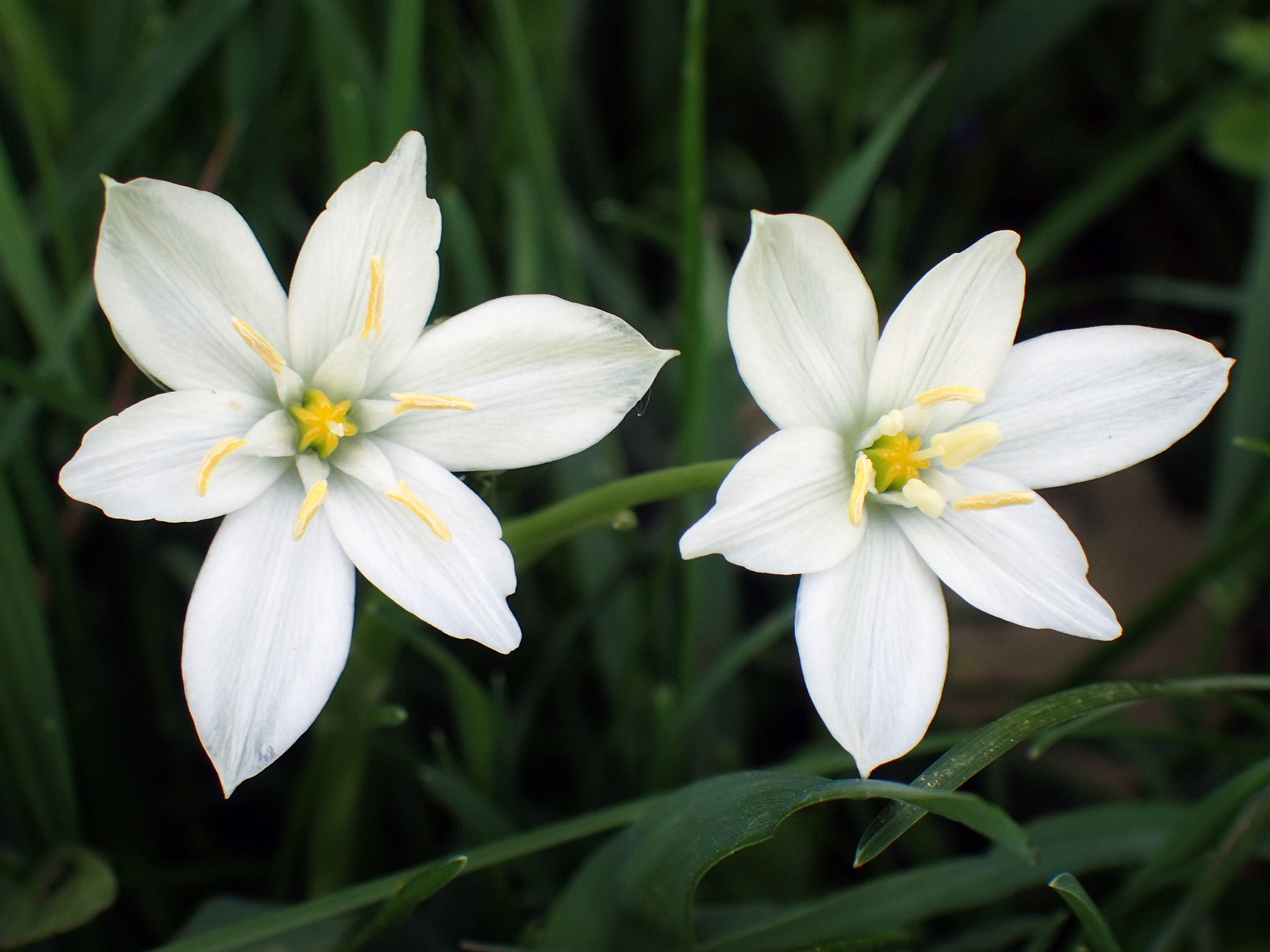 Olympus TG-4 sample photo. Two white flowers photography