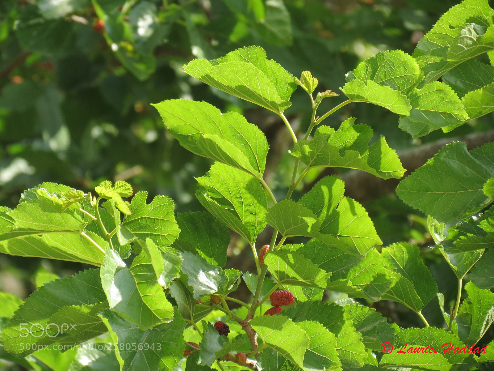 Canon PowerShot SX40 HS sample photo. Mulberry photography