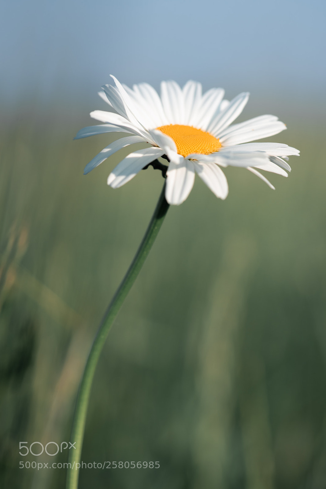 Nikon D750 sample photo. Flower photography