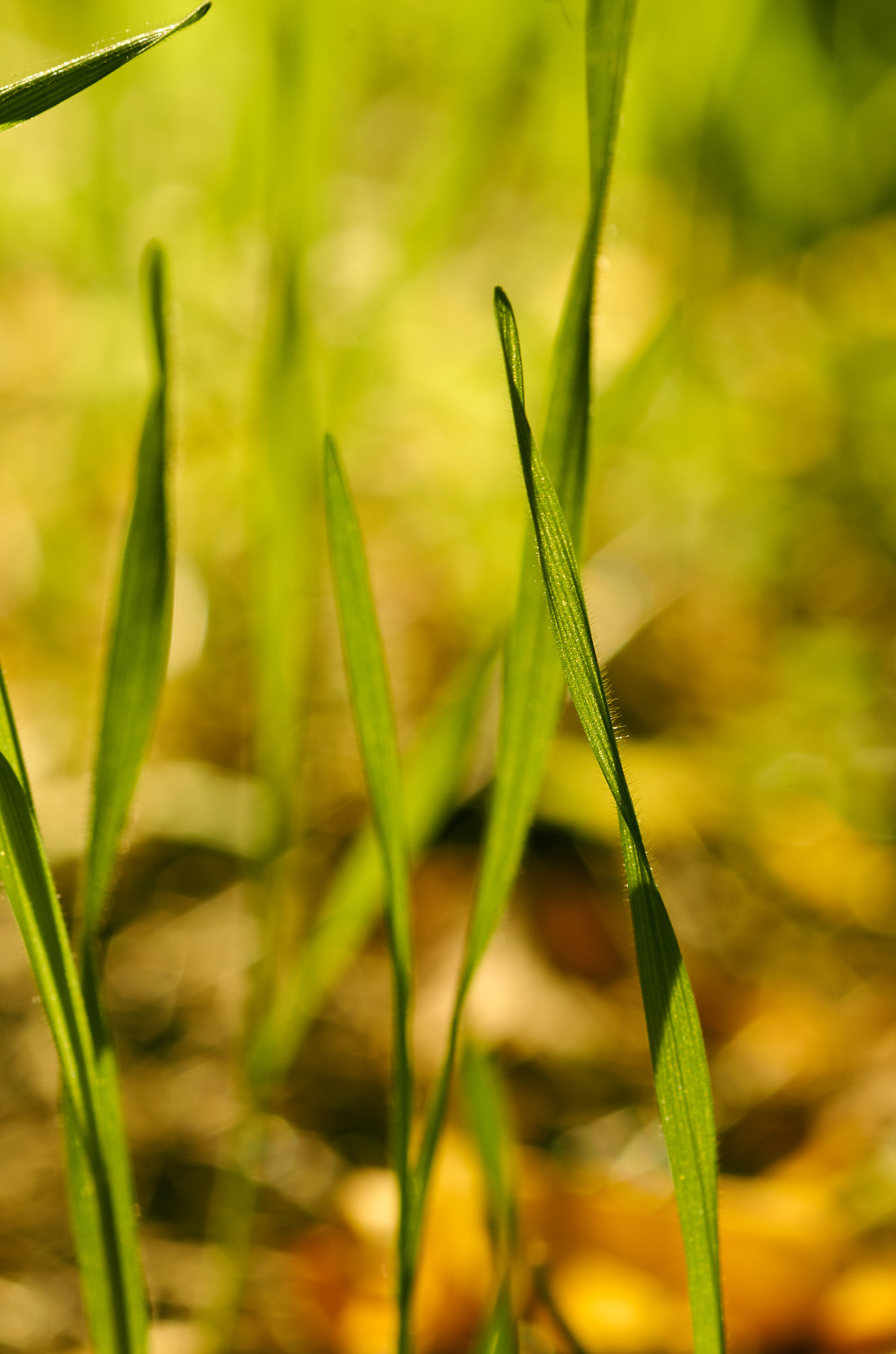 Pentax K-5 II sample photo. Grass photography