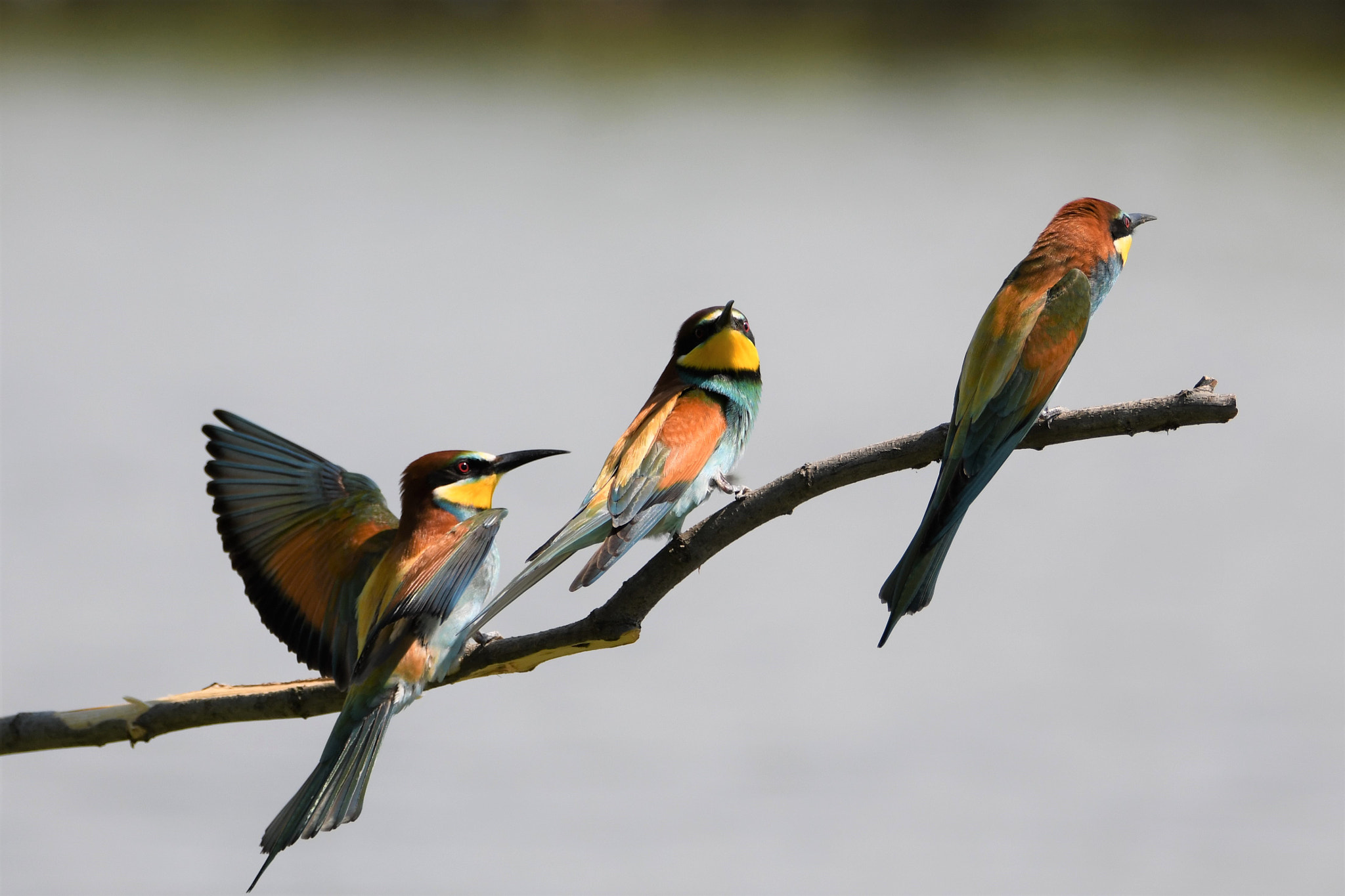 Nikon D7500 sample photo. Three is the perfect number photography