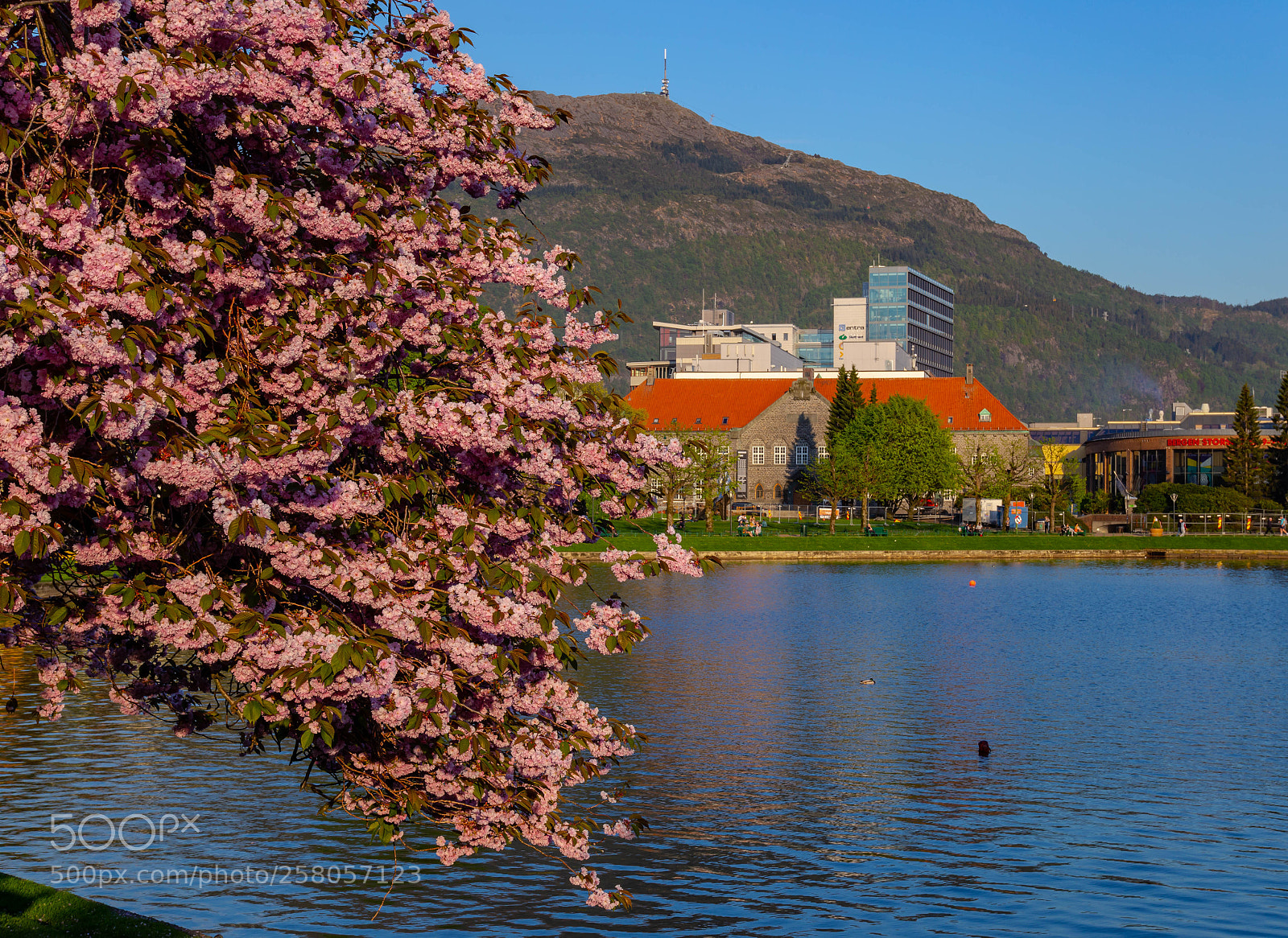Canon EOS 6D sample photo. Cherry blossom photography