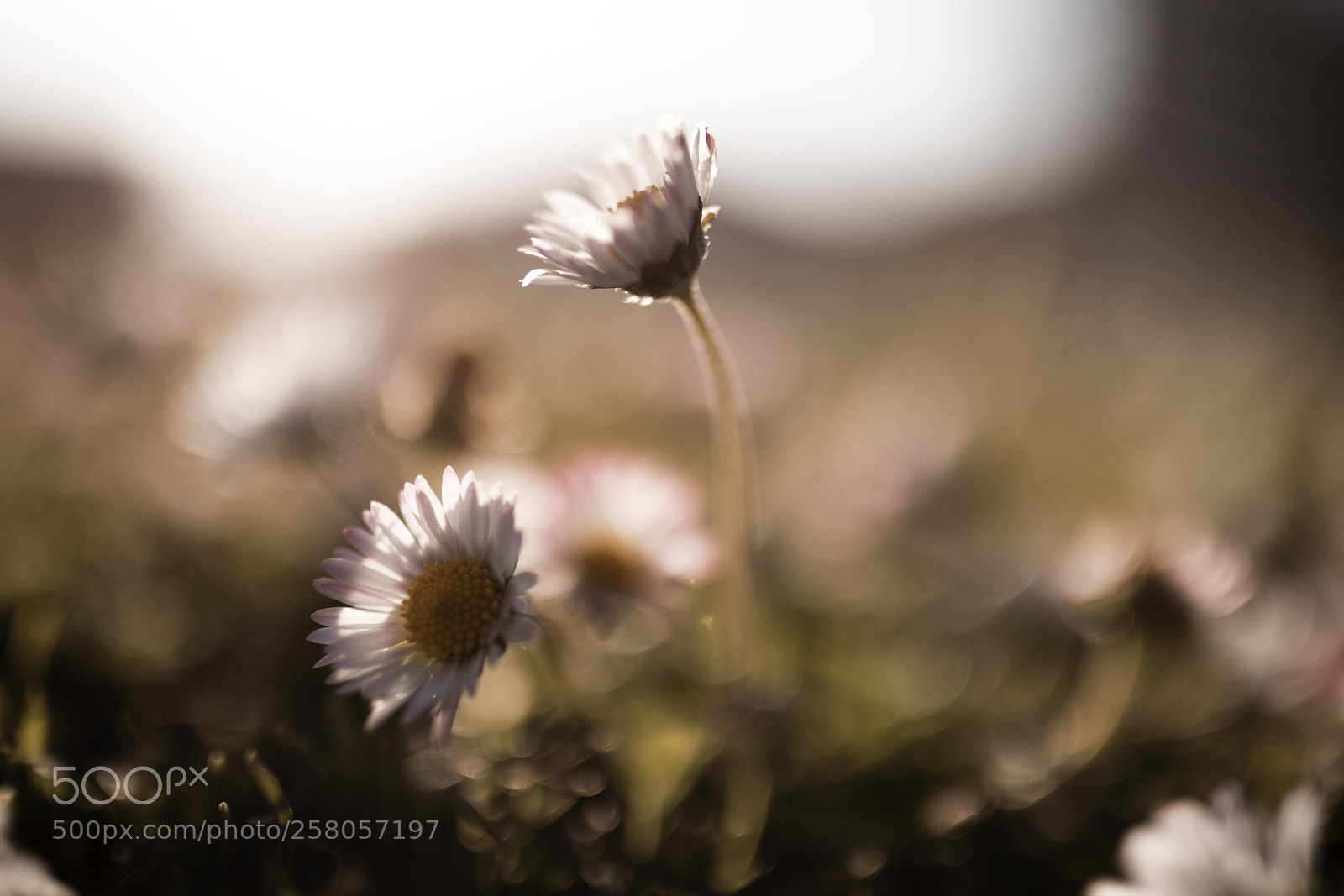 Canon EOS 6D Mark II sample photo. Flowers photography