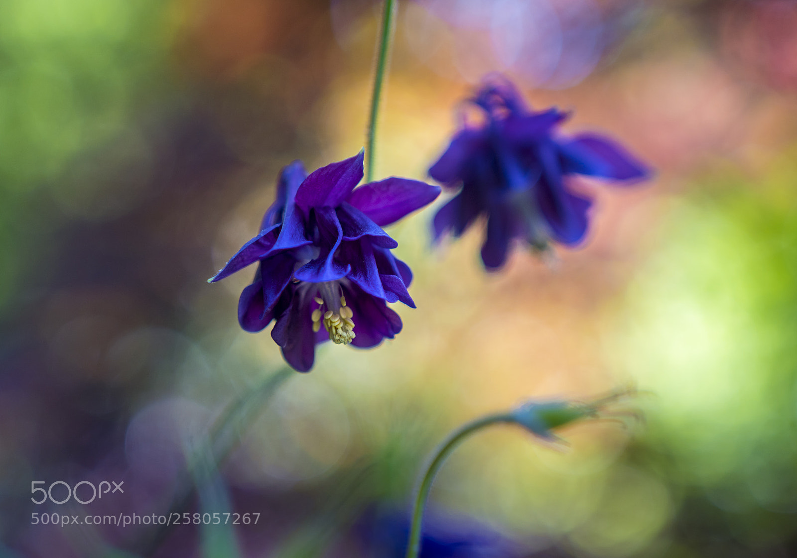 Sony a6300 sample photo. Aquilegia photography