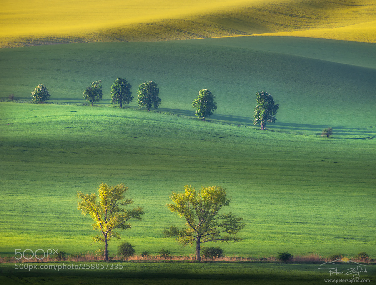 Nikon D810 sample photo. In the morning photography