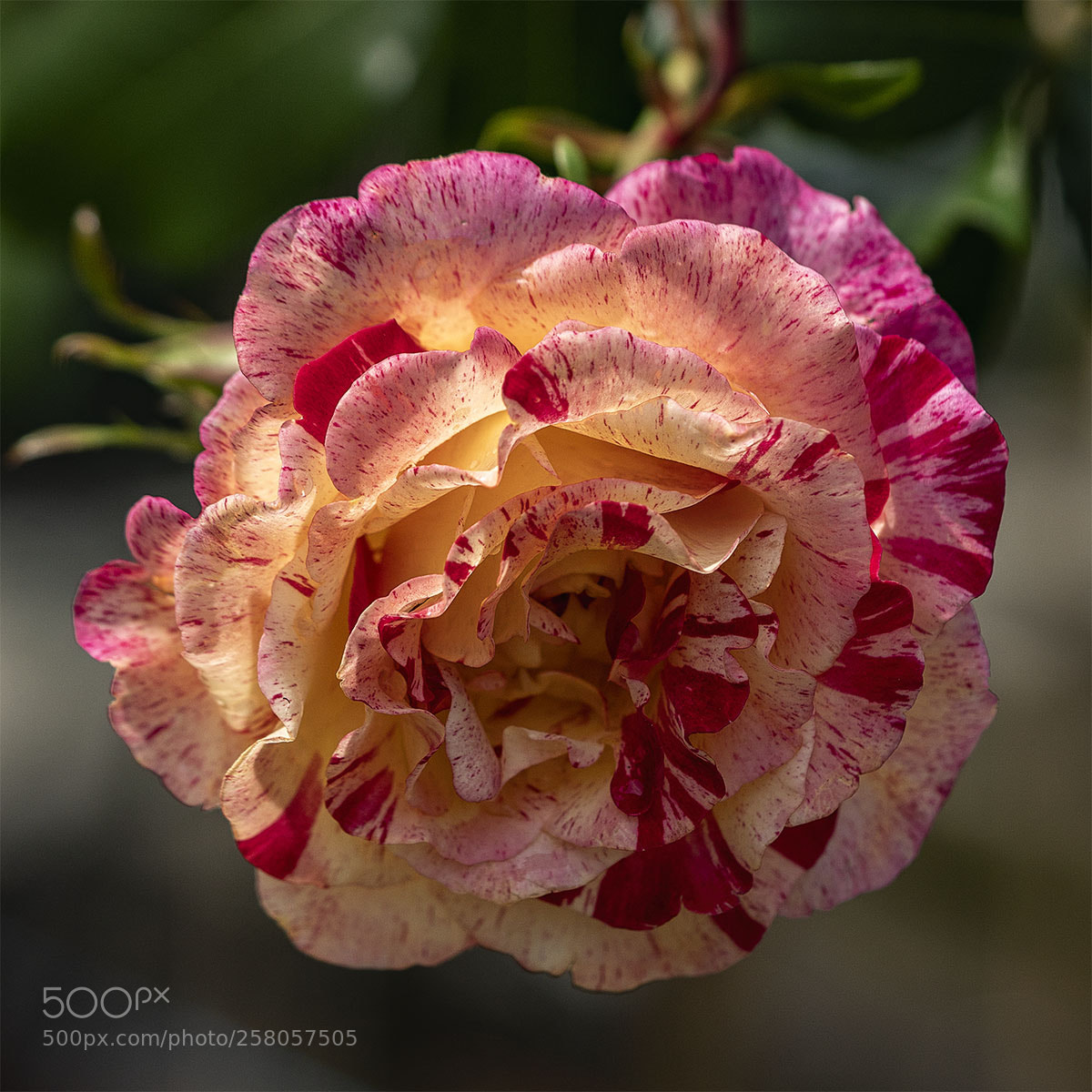 Sony a6300 sample photo. Blüten 150518-002 photography