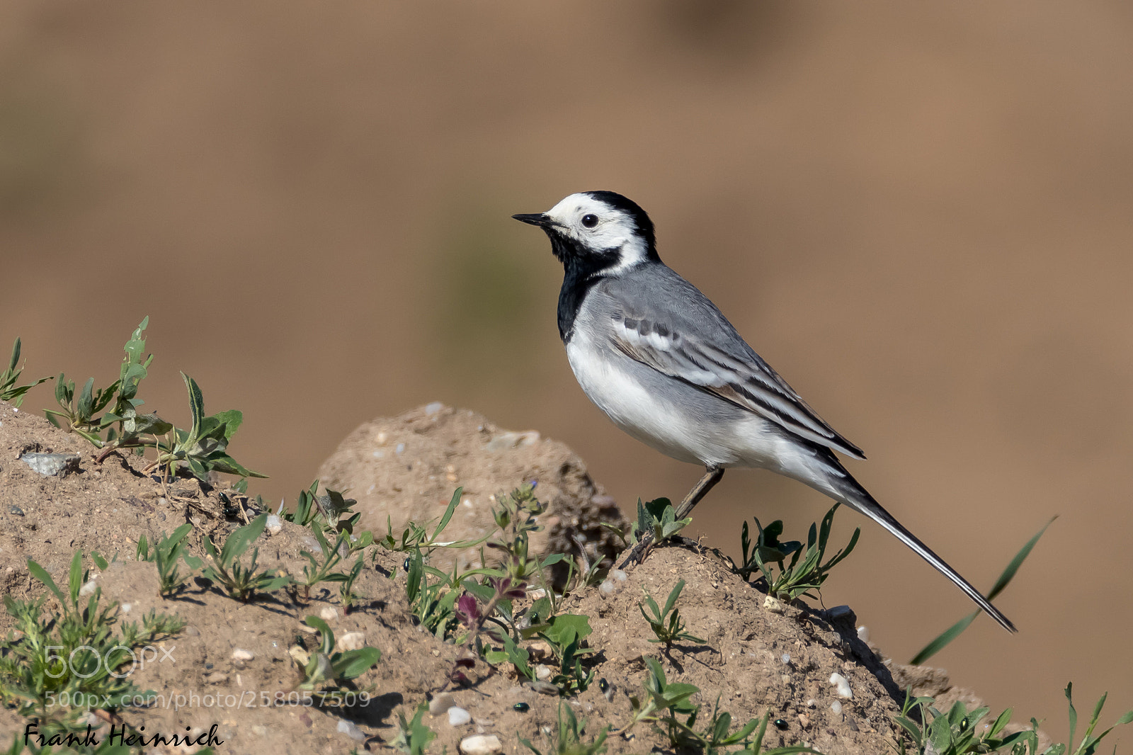 Canon EOS 80D sample photo. Motacilla alba (wagtail) photography