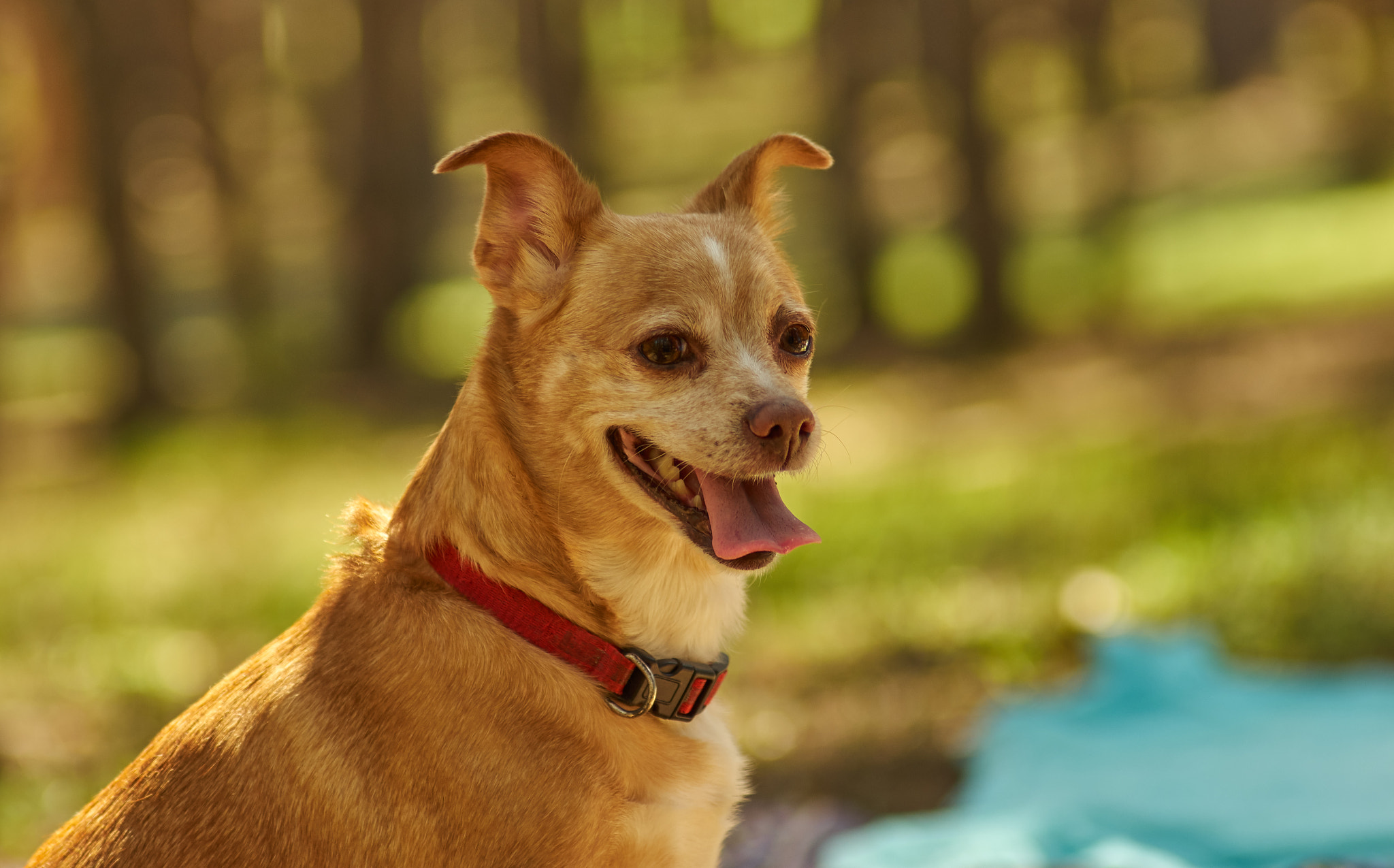 Pentax K-5 II sample photo. Dog photography