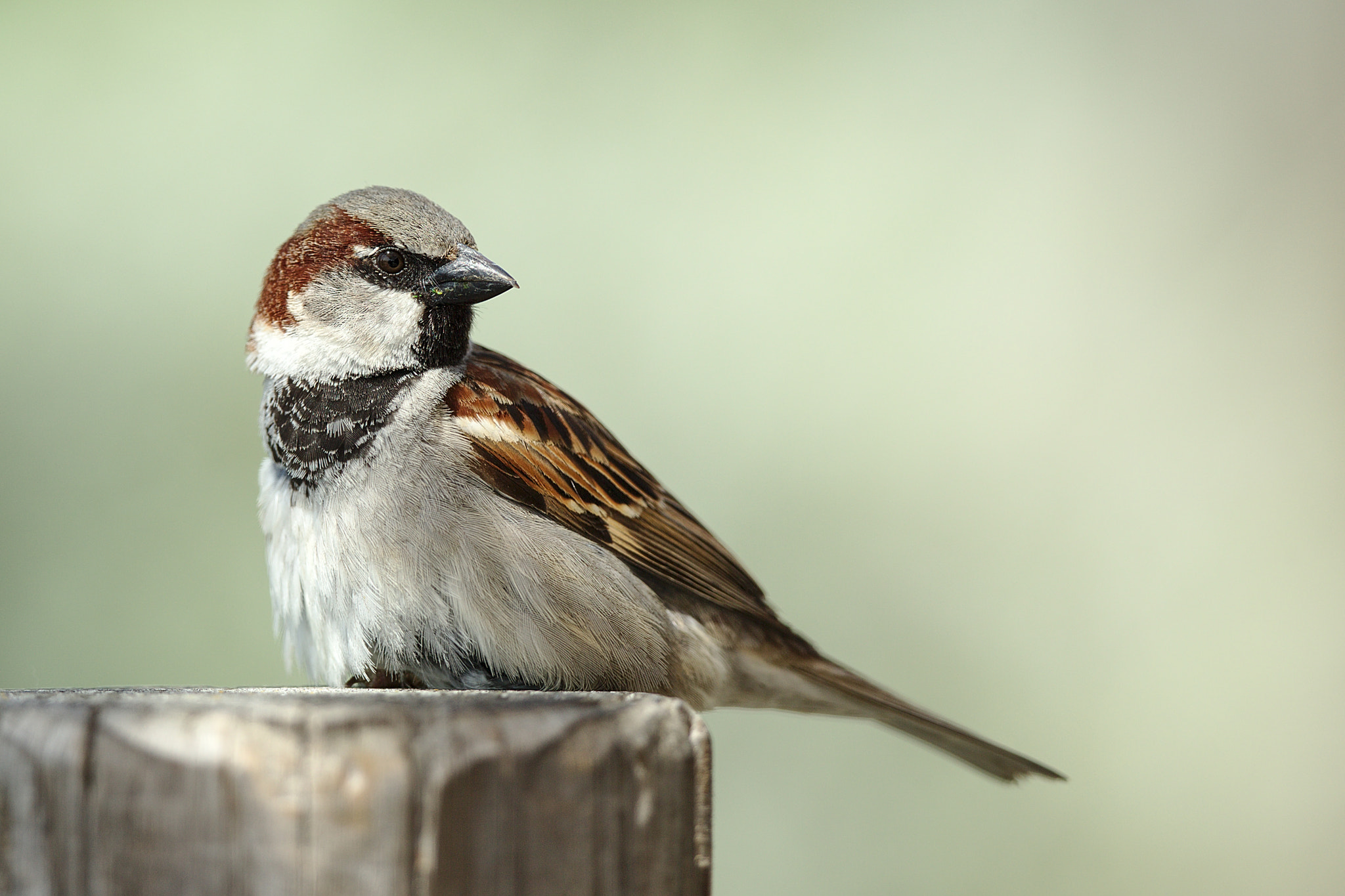 Canon EOS-1D X + Canon EF 300mm F2.8L IS II USM sample photo. Moineau domestique photography