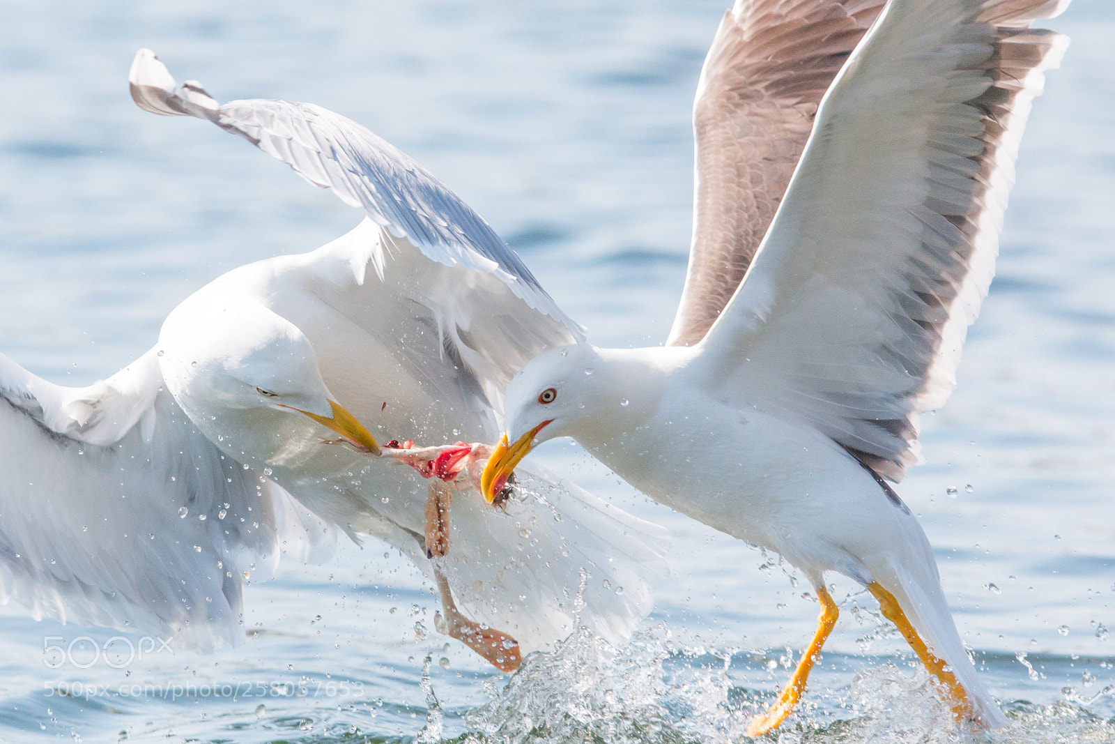 Canon EOS 70D sample photo. Herring gulls fighting for photography