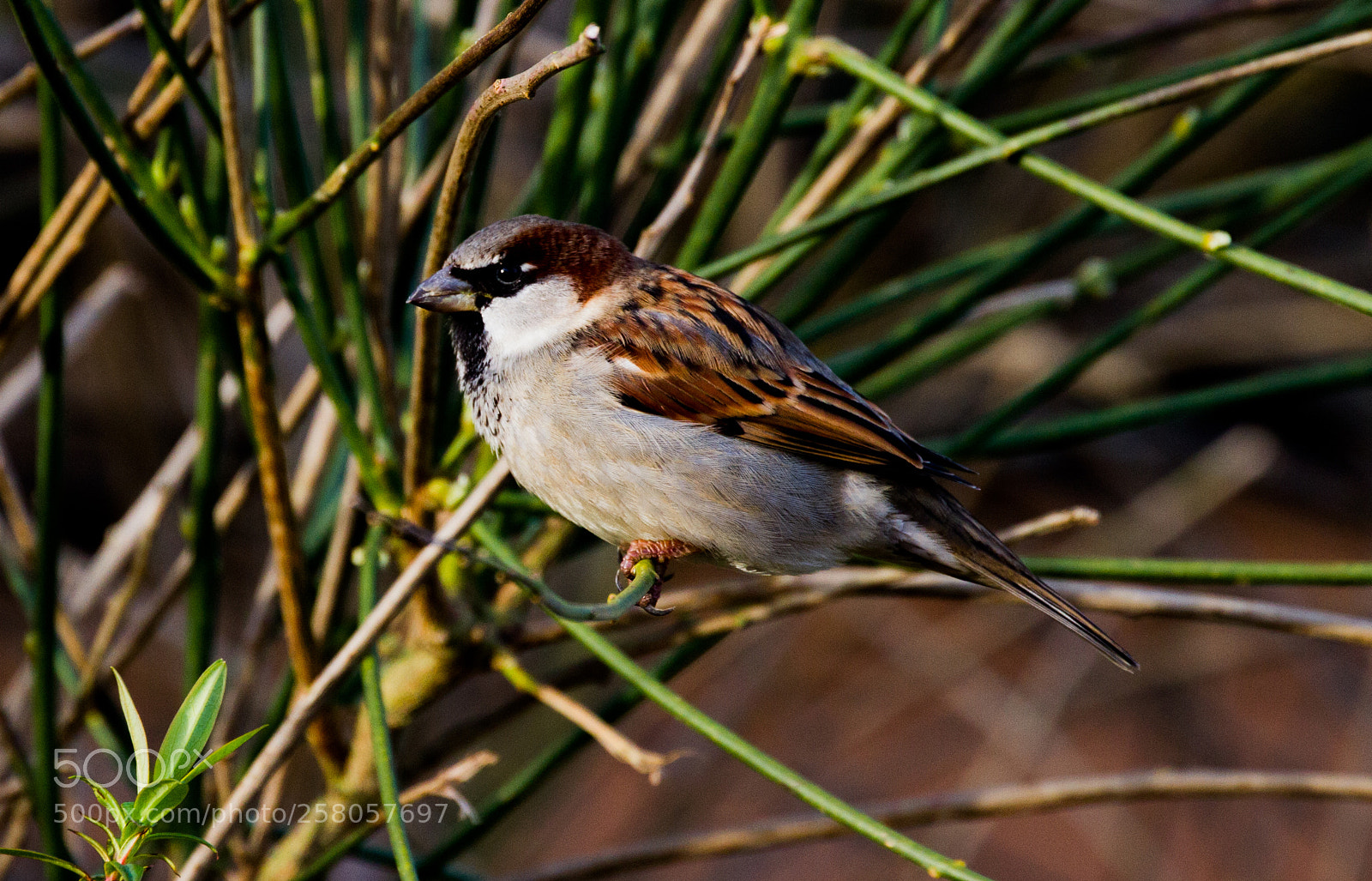 Canon EOS 7D sample photo. House sparrow photography