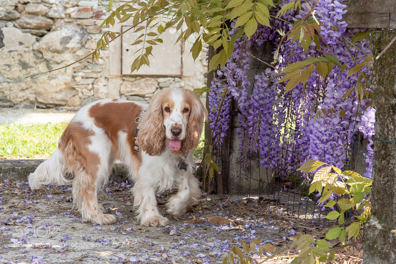 Nikon D750 sample photo. Spring dog photography