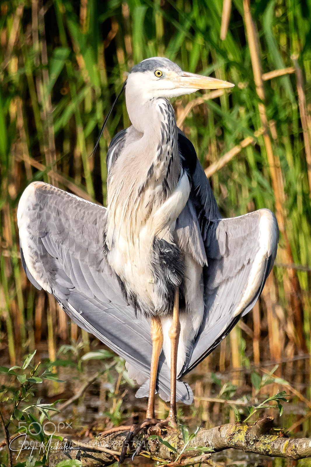 Canon EOS 7D Mark II sample photo. Grey heron sunbathing photography