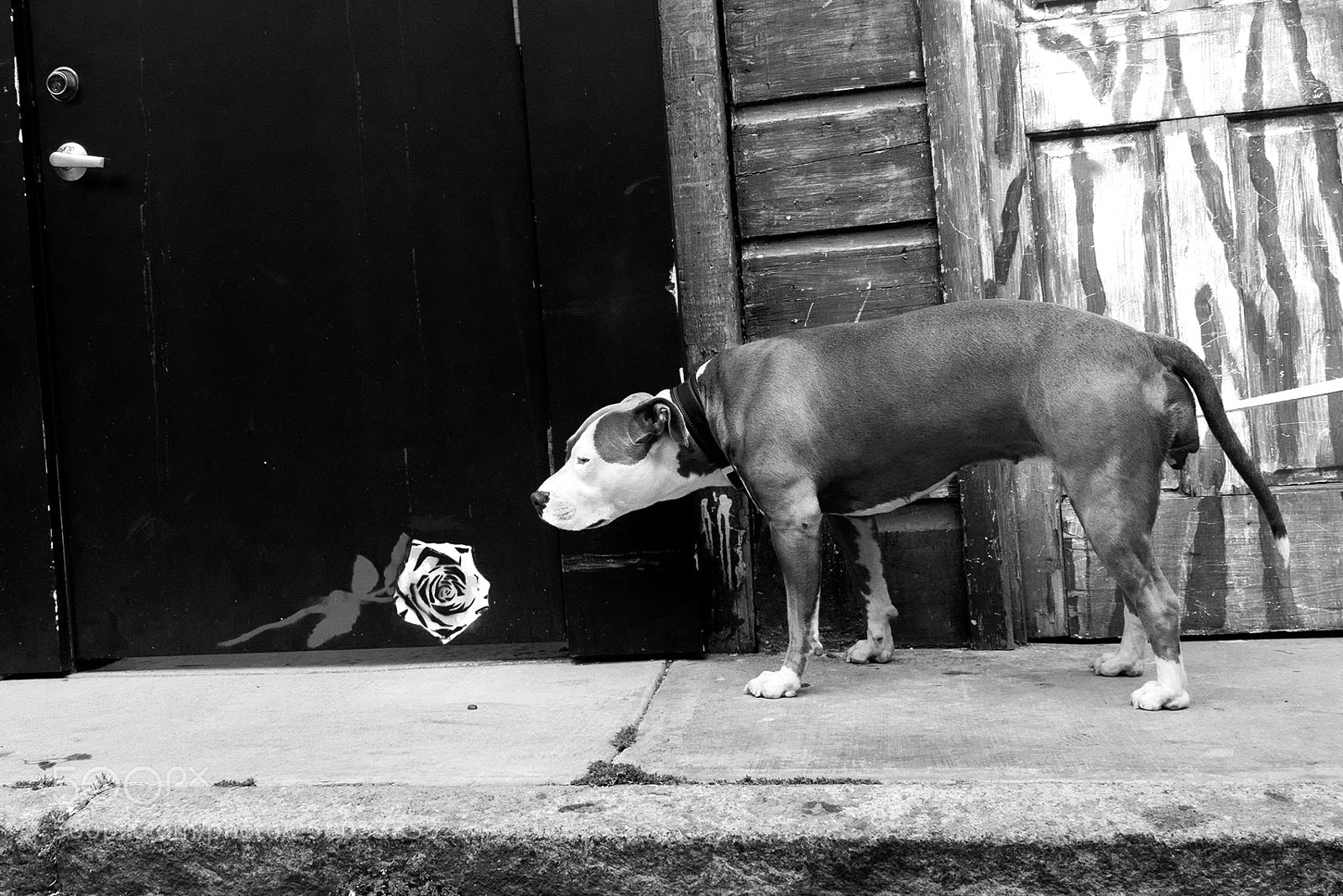 Panasonic Lumix DMC-GX8 sample photo. Bw photography