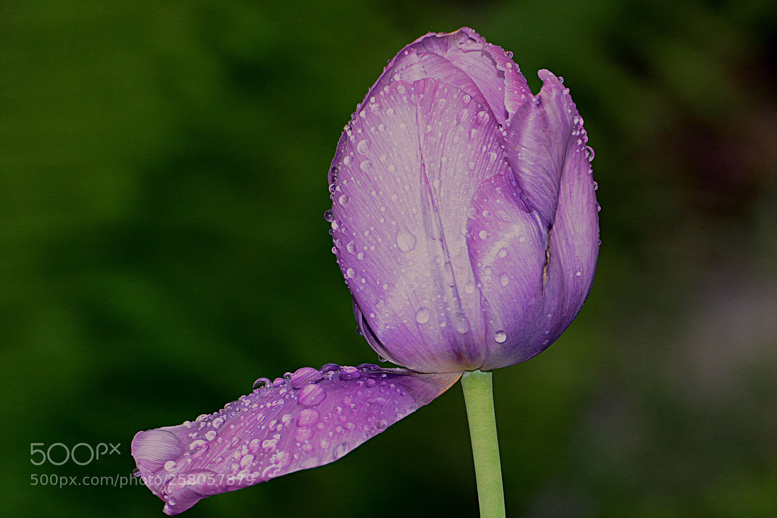 Nikon D7100 sample photo. Untitled photography