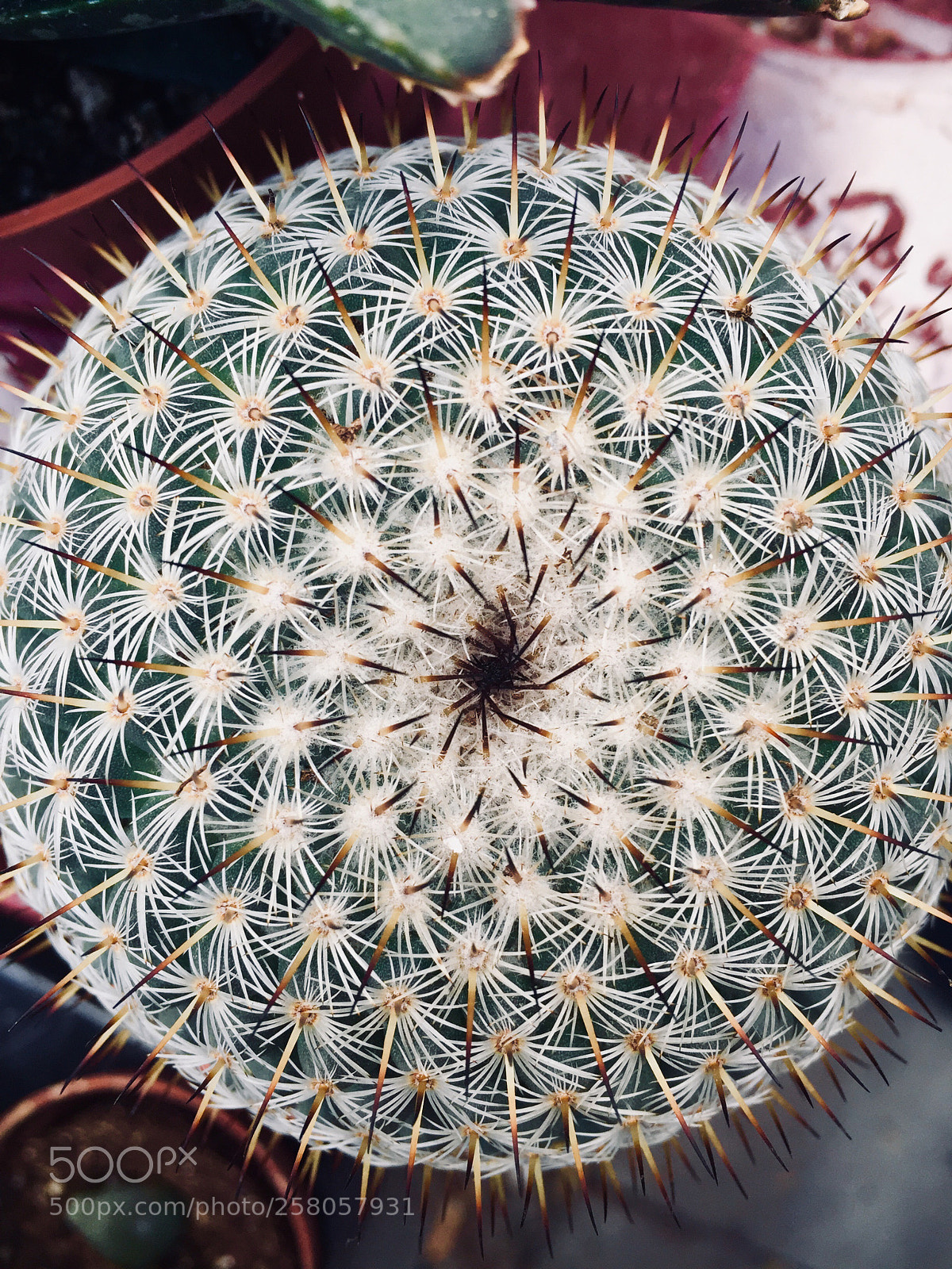 Apple iPhone 6 sample photo. Untitled photography
