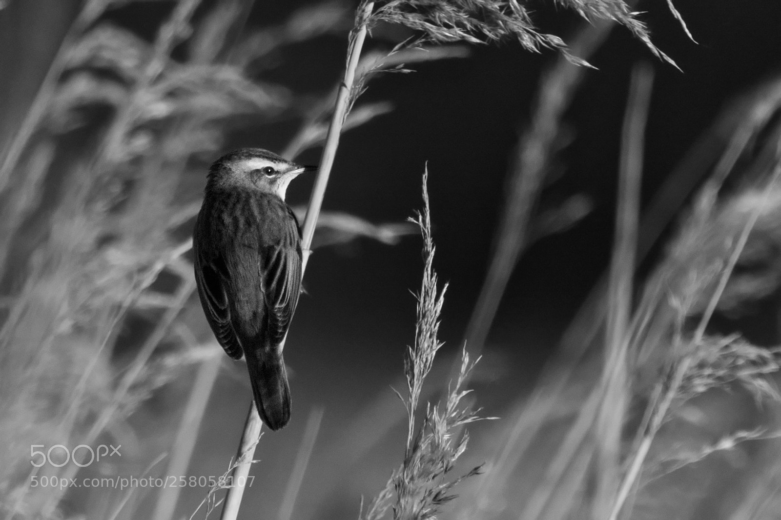 Nikon D7100 sample photo. Sedge warbler before sundown photography