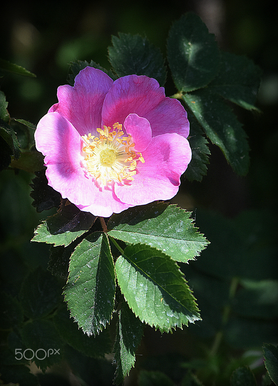 Nikon D810 + Nikon AF-S Micro-Nikkor 105mm F2.8G IF-ED VR sample photo. "bushrose,;" photography