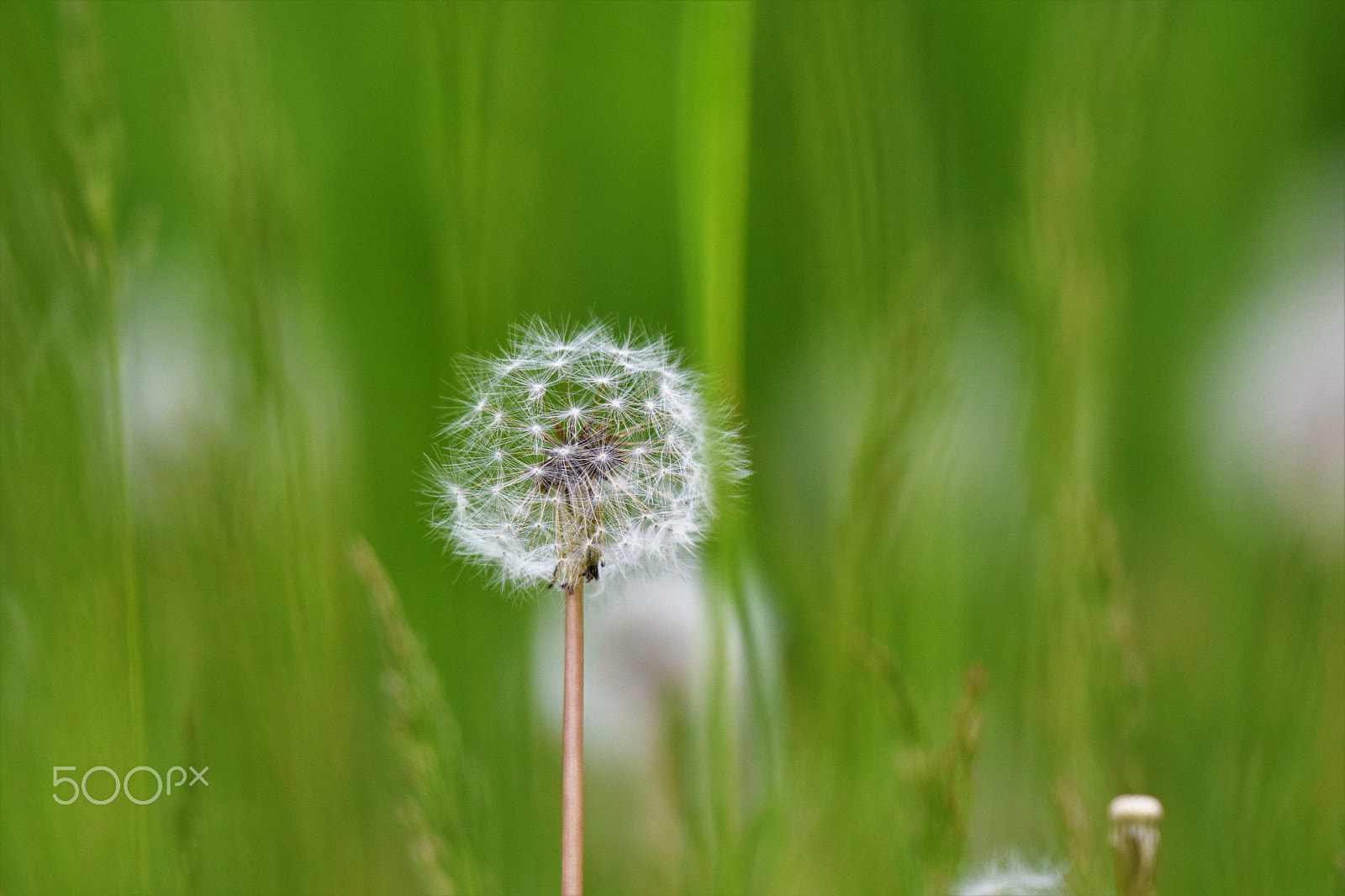 Nikon D5300 + Nikon AF-S Nikkor 200-500mm F5.6E ED VR sample photo. Spring time !! photography