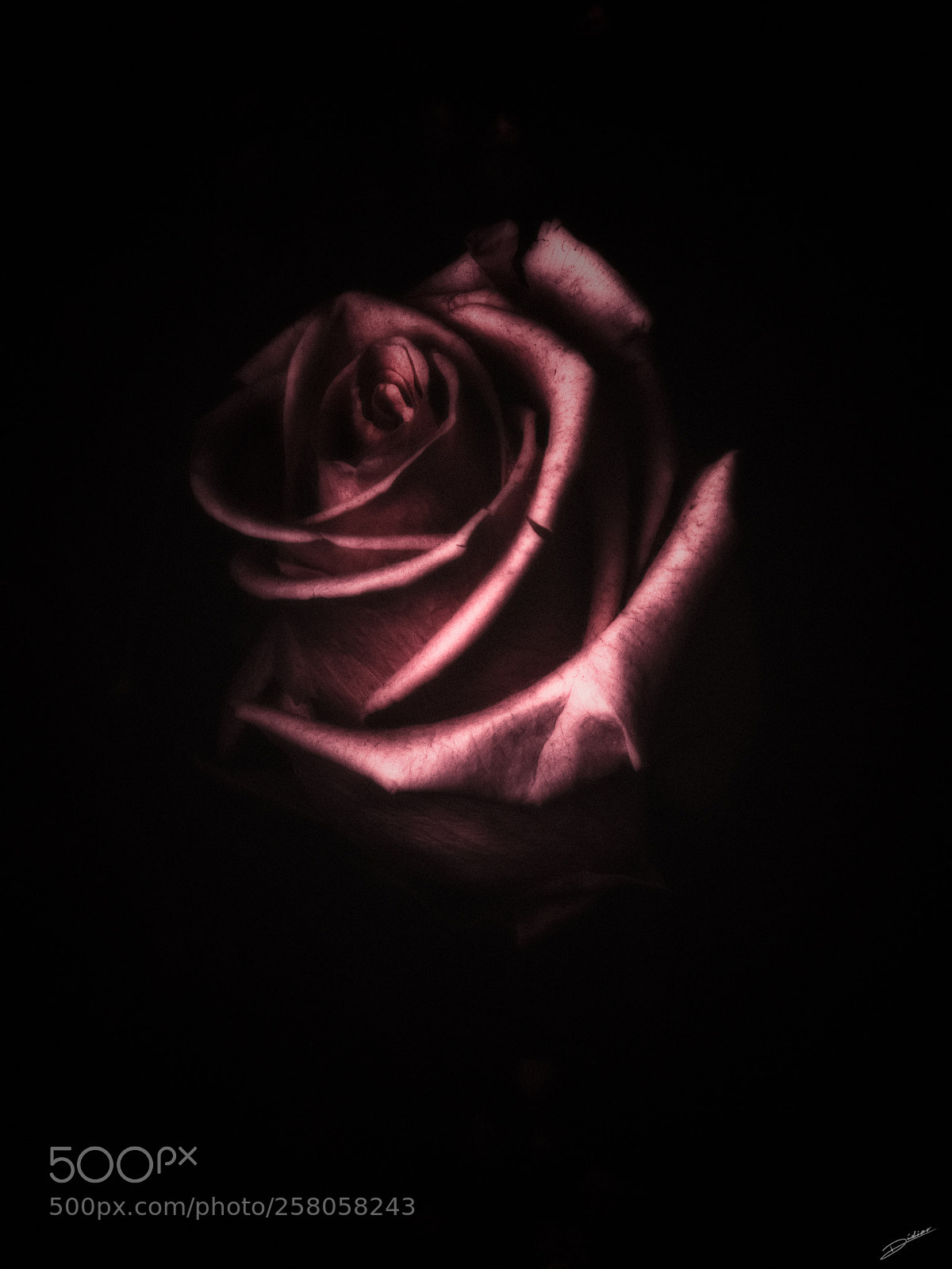 Nikon D5500 sample photo. *** ma rose *** photography