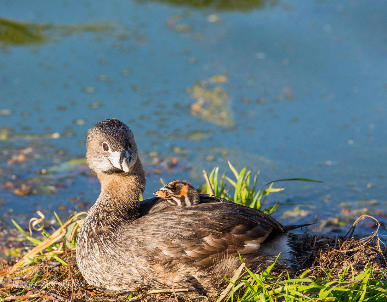Canon EOS 5D Mark IV sample photo. Pied-billed grebe photography