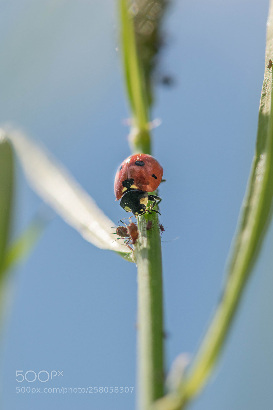 Nikon D5300 sample photo. Ladybug photography