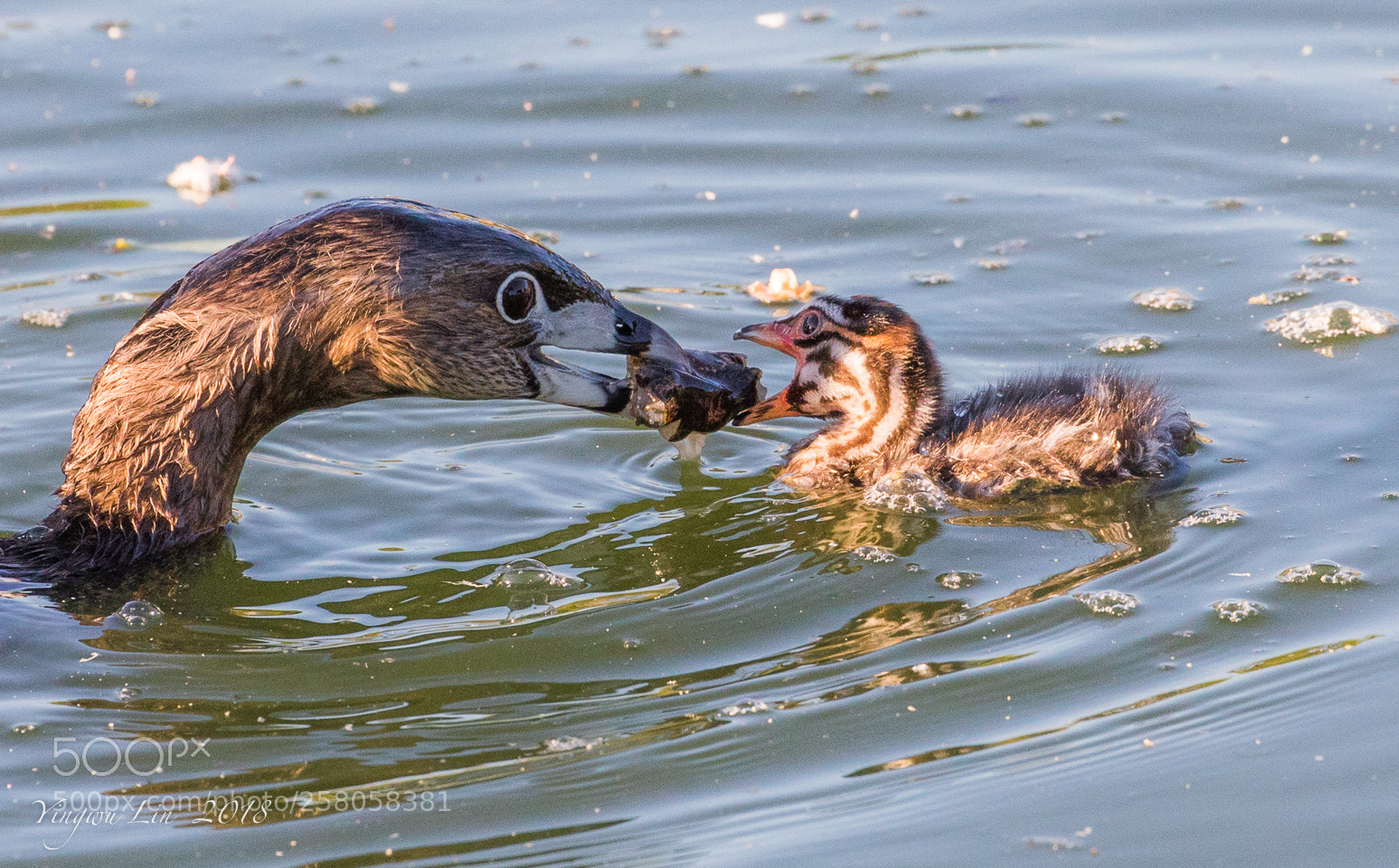 Canon EOS 5D Mark IV sample photo. Pied-billed grebe photography
