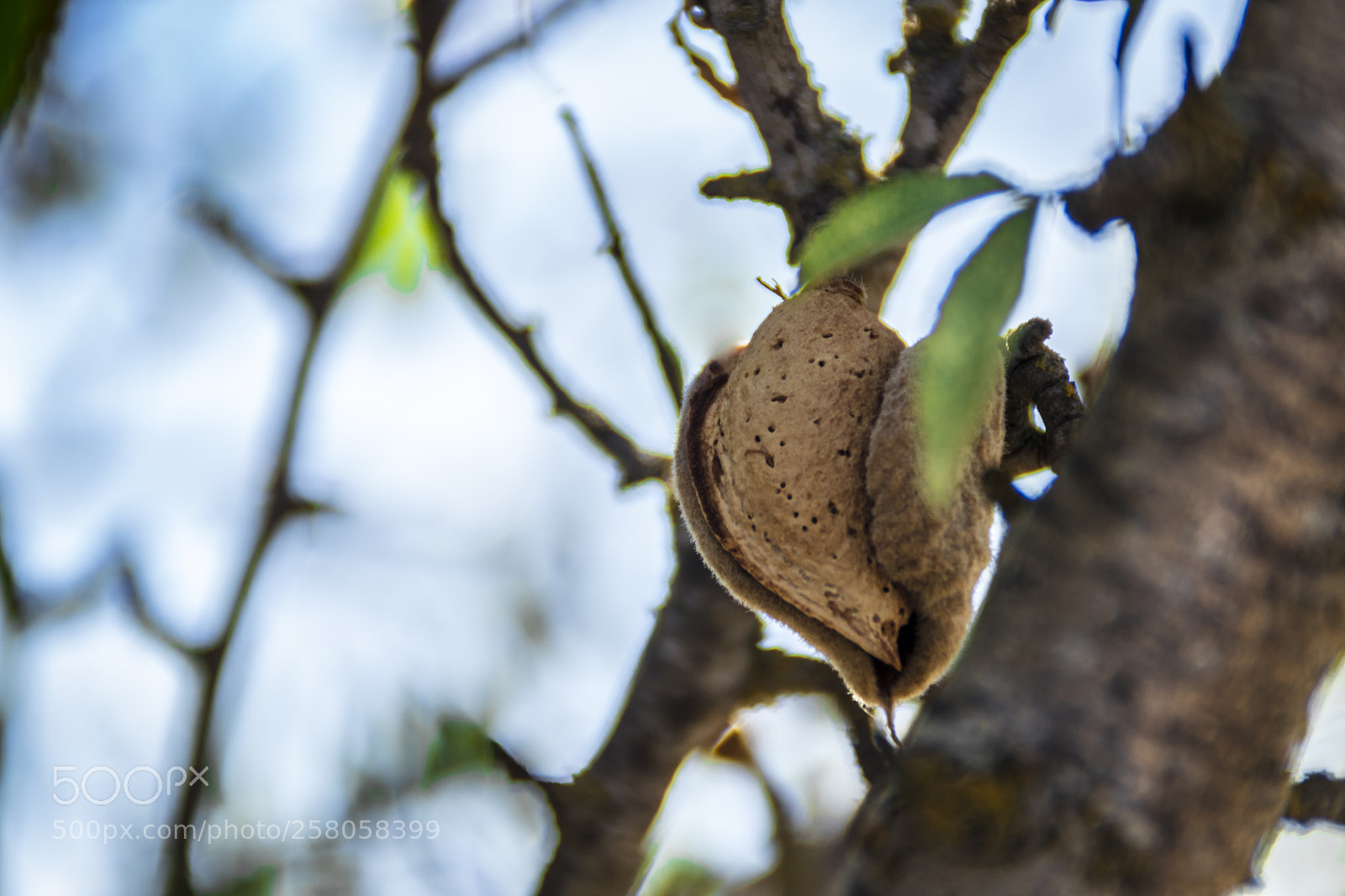 Canon EOS 80D sample photo. Almendra photography