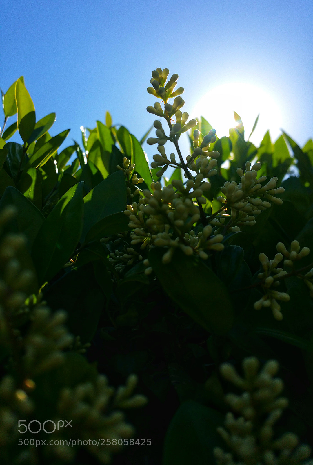 Samsung Galaxy Note4 sample photo. Sunny day photography