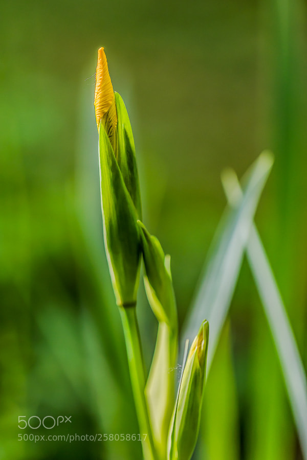 Canon EOS 5D Mark IV sample photo. Sumpf-schwertlilie (iris pseudacorus) photography