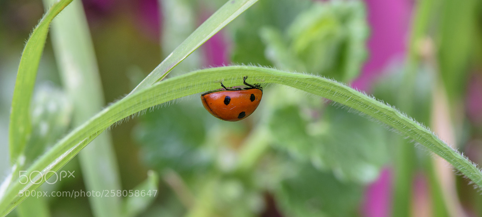 Nikon D5300 sample photo. Acrobate ! photography