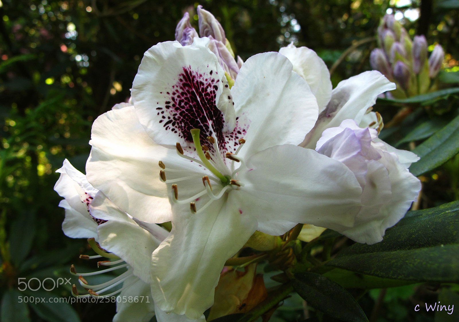 Canon PowerShot G11 sample photo. White with purple rododendron photography