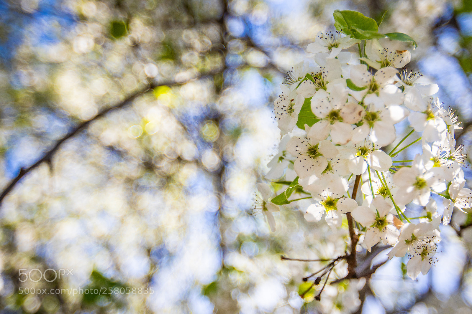 Canon EOS 7D Mark II sample photo. Like diamonds in the photography