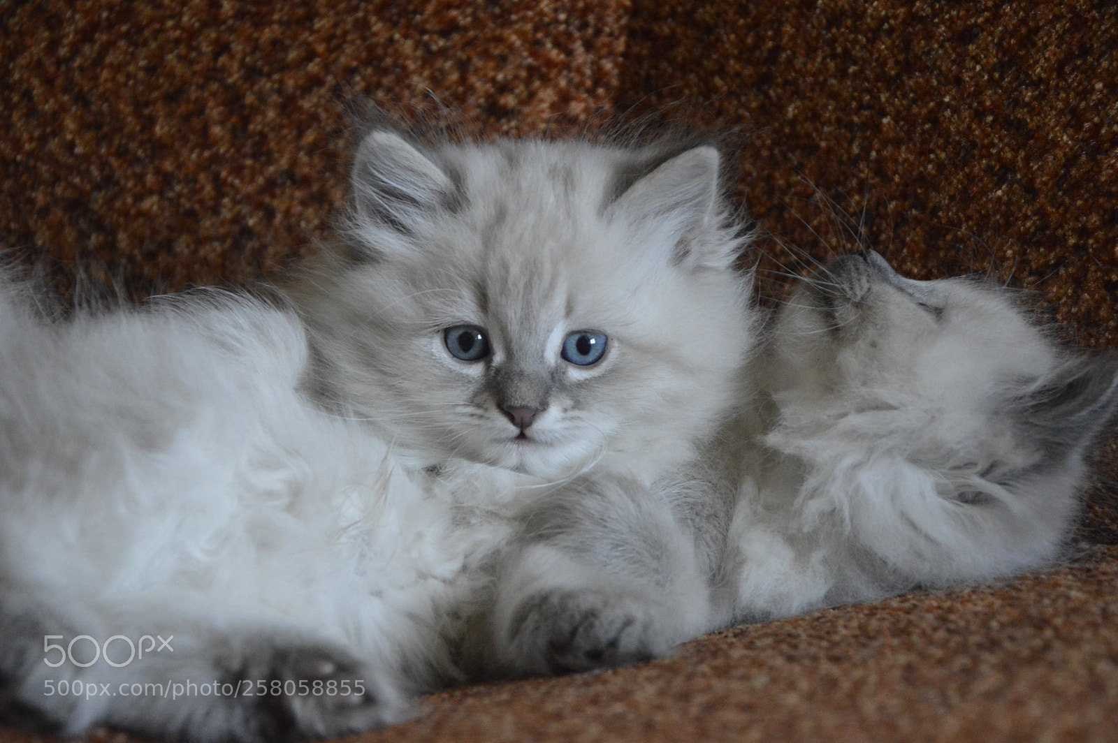 Nikon D3200 sample photo. Celtos la neve*pl photography
