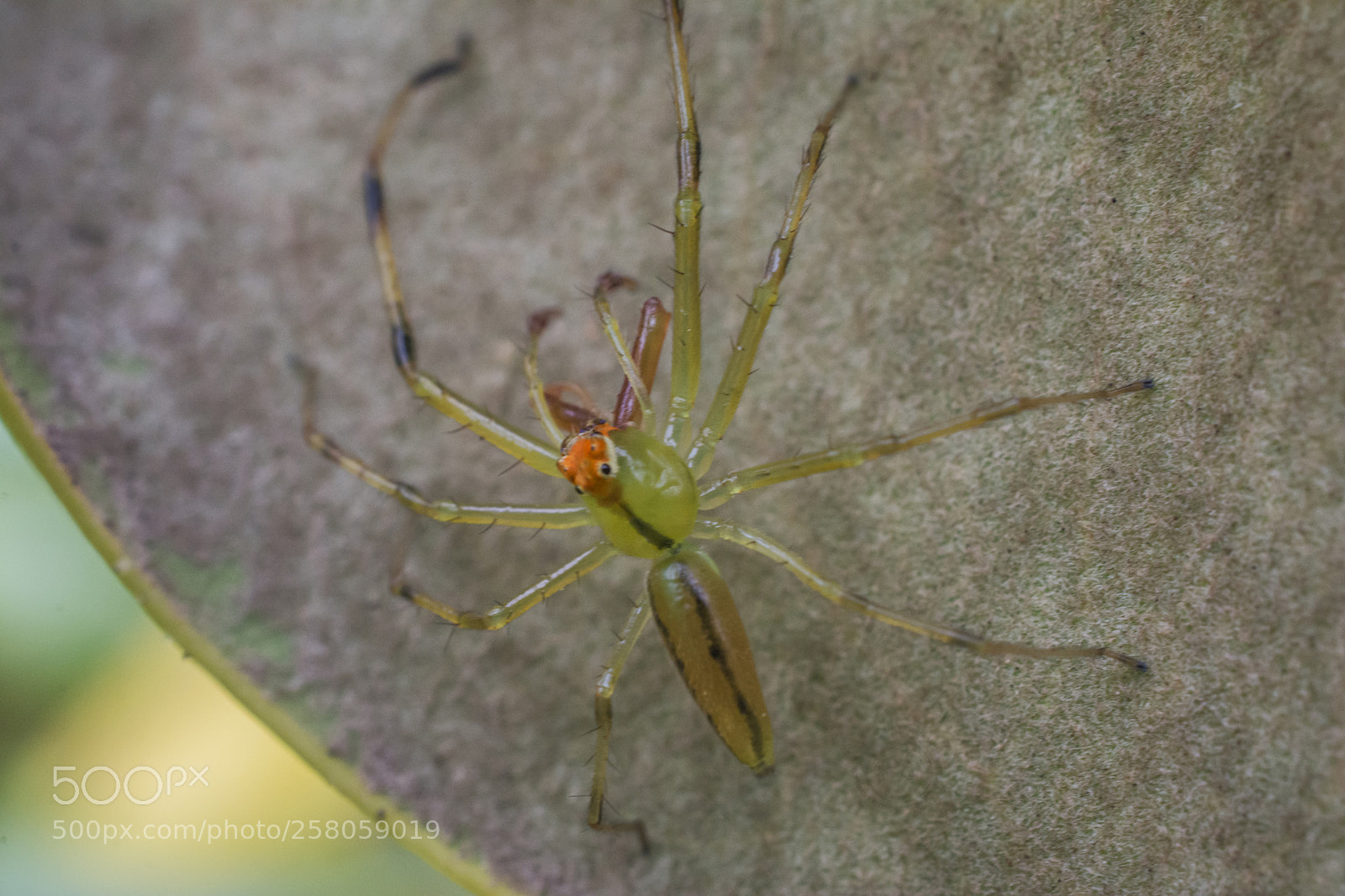 Nikon D7100 sample photo. Green jumper photography