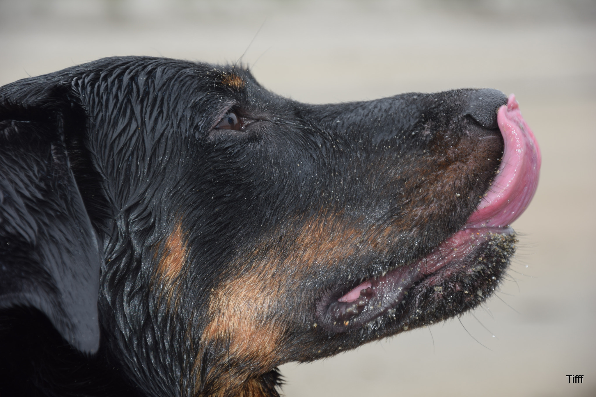 Nikon D5300 sample photo. French shepherd (beauceron berger de beauce) photography