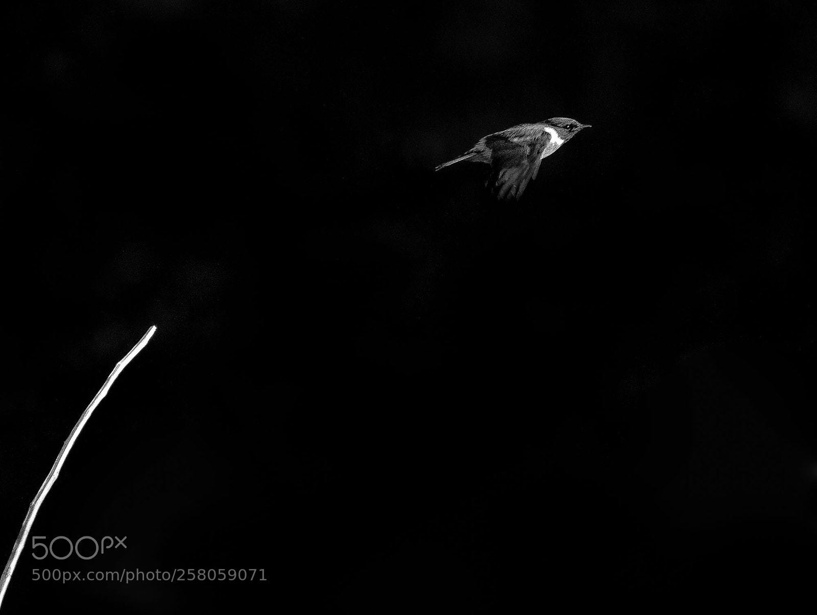 Canon EOS 7D sample photo. A stonechat taking off photography