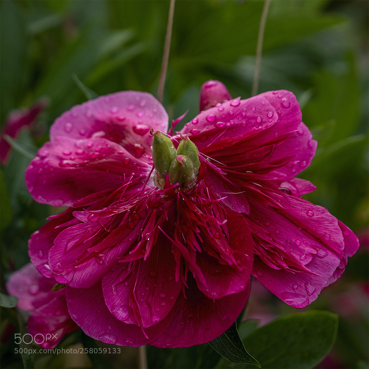 Sony a6300 sample photo. Blüten 150518-004 photography