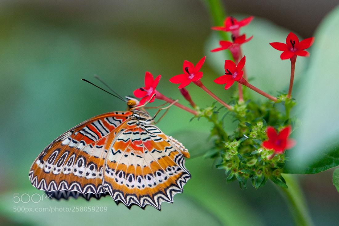Canon EOS 5D Mark II sample photo. Butterfly cethosia photography
