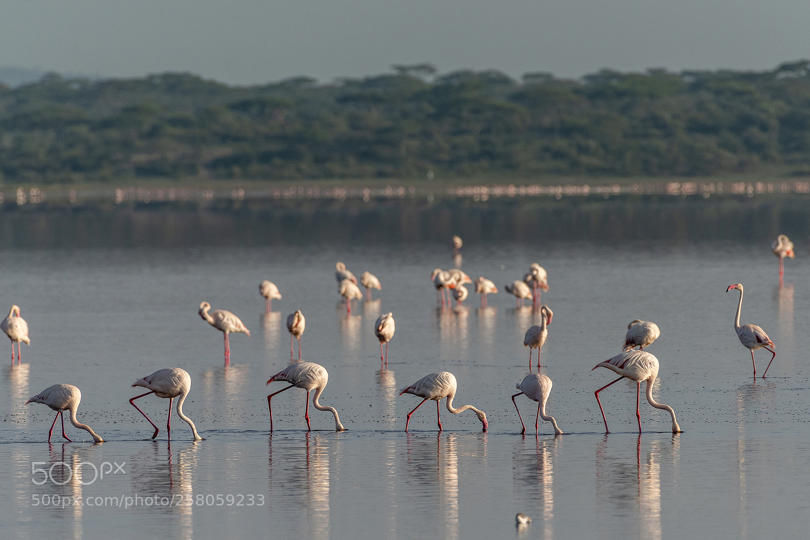 Nikon D810 sample photo. Breakfast line-up photography