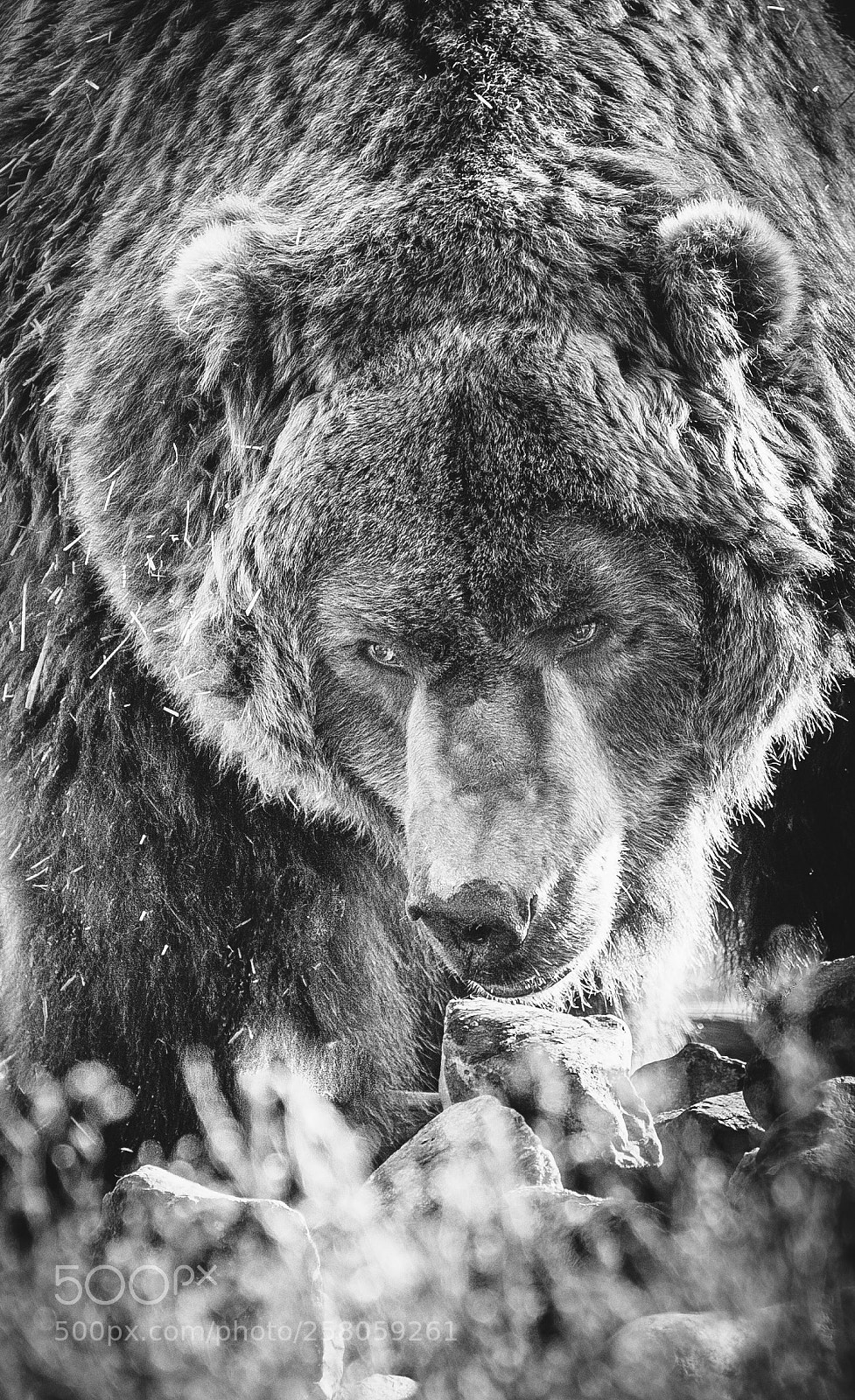 Canon EOS 5DS R sample photo. Grizzly photography