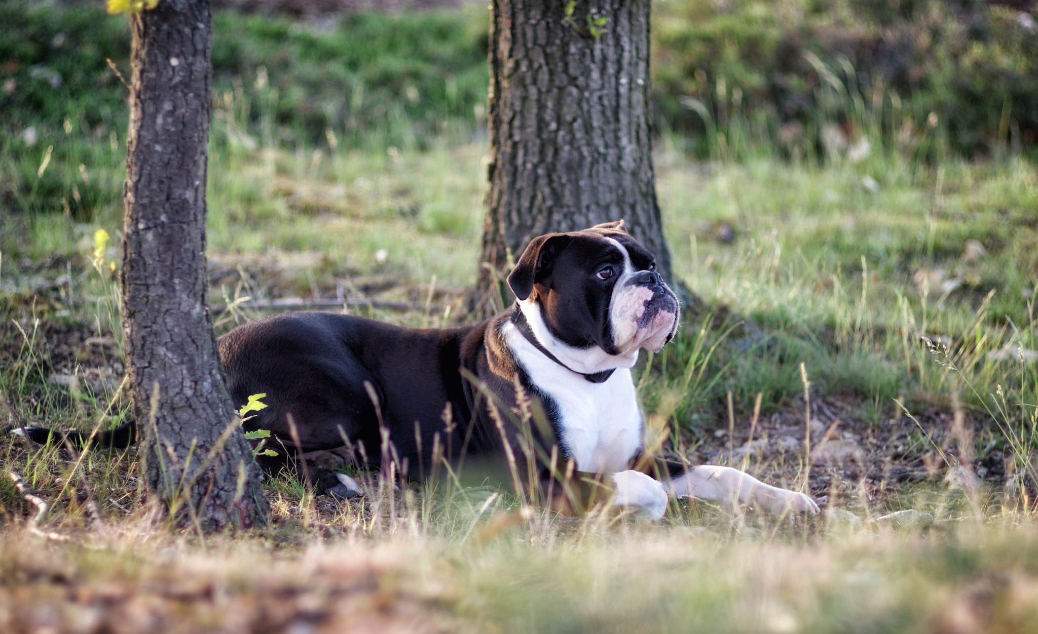Pentax KP sample photo. Matilda relaxed :-) photography