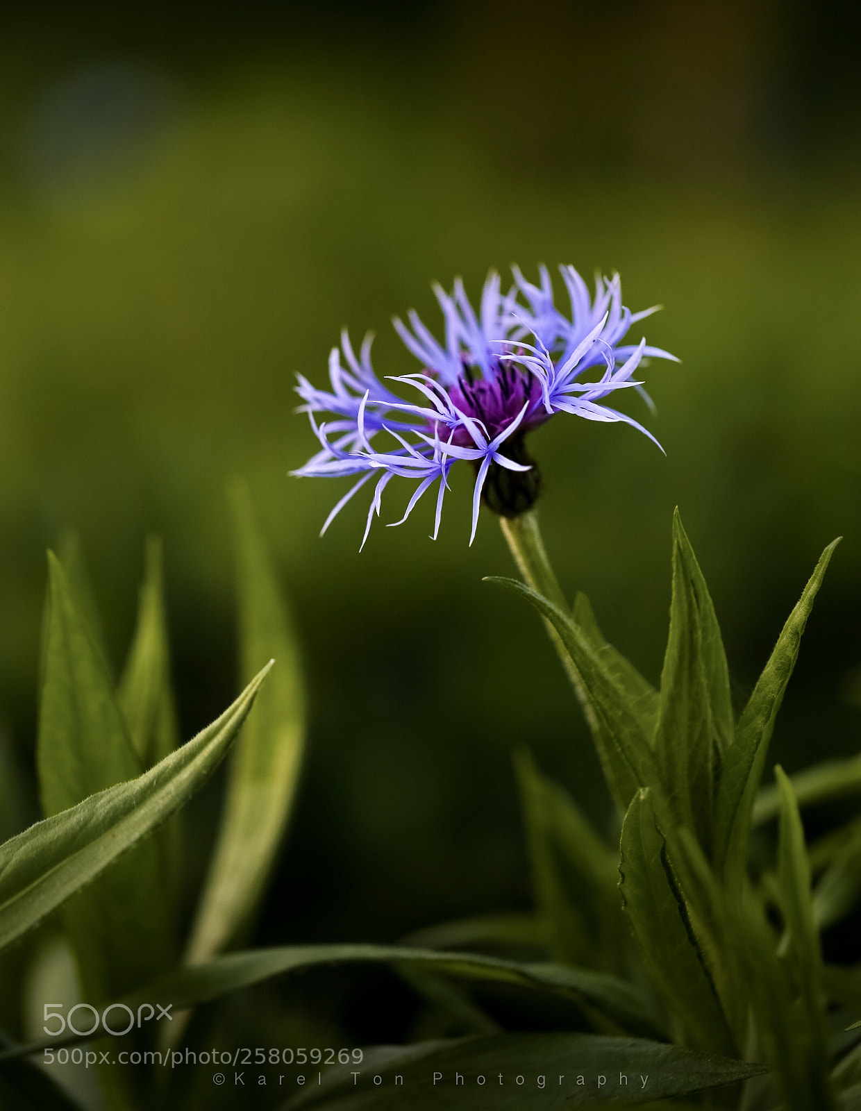 Canon EOS 6D sample photo. “centaurea montana” photography