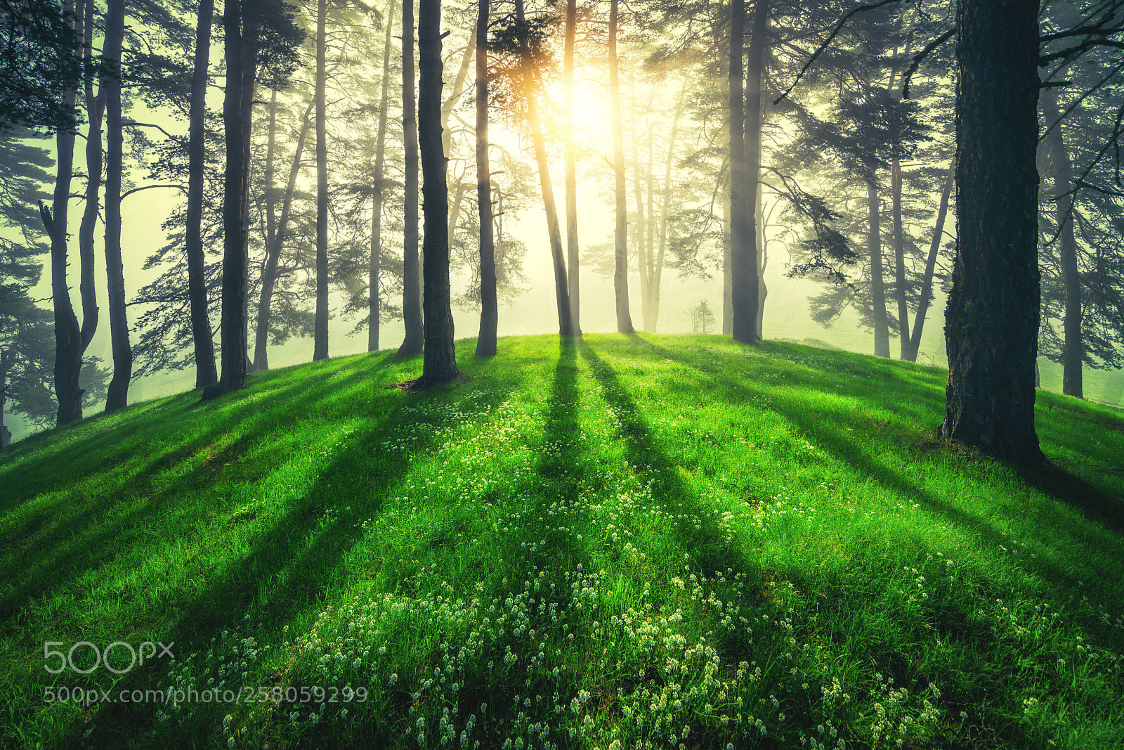 Sony a7R II sample photo. Forest landscape and morning photography