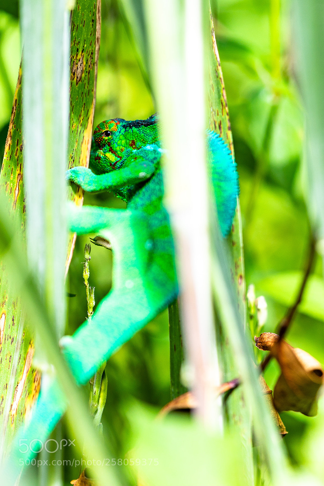 Canon EOS 5D Mark IV sample photo. Chameleon ii photography