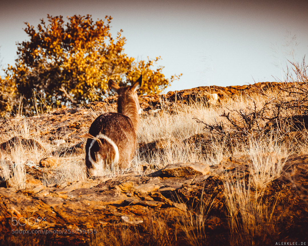 Canon EOS 7D Mark II sample photo. The female waterbuck photography