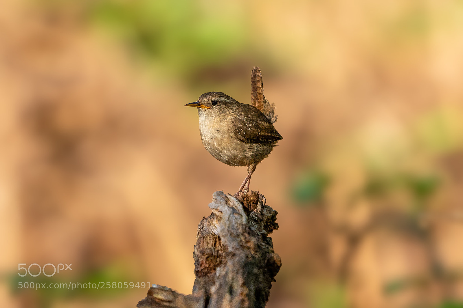 Sony a7 III sample photo. Portrait of a wren photography