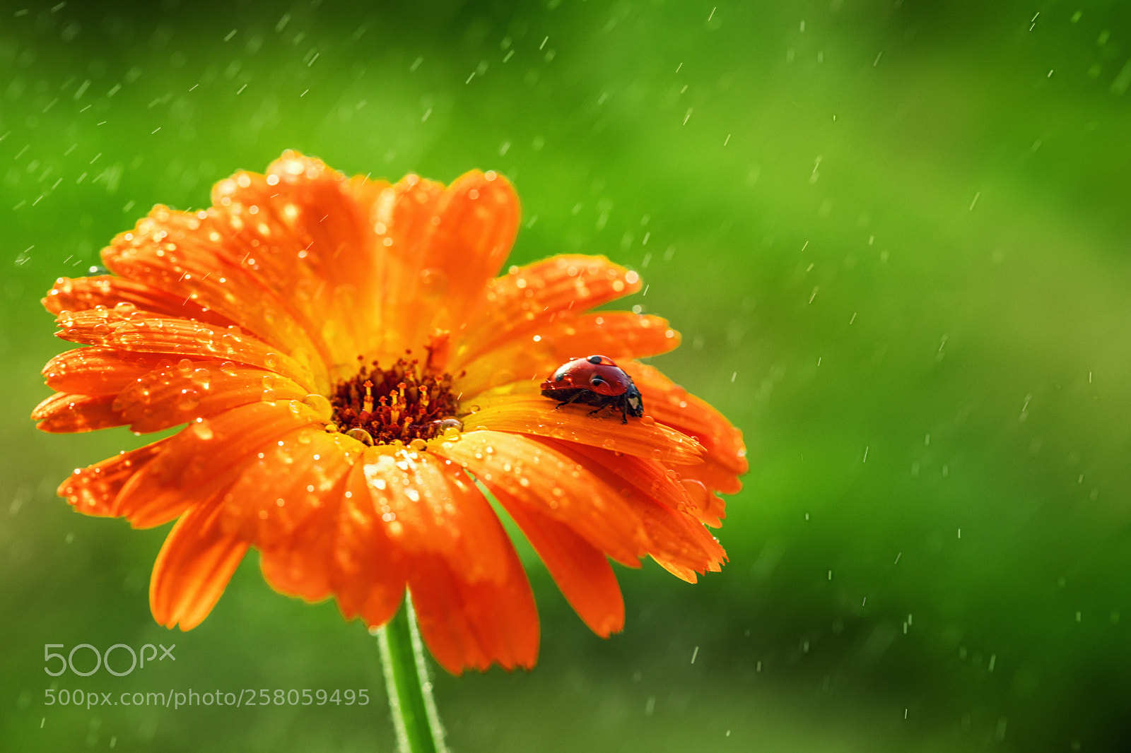 Canon EOS 5D Mark IV sample photo. Ladybug and orange gerbera photography