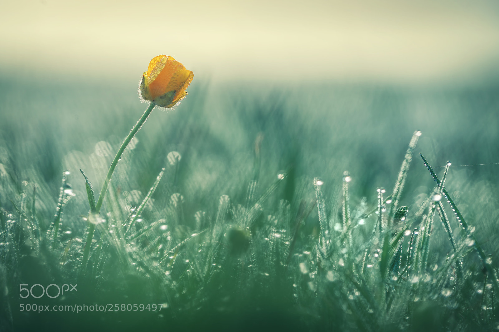 Sony a7R II sample photo. Beautiful yellow daisy in photography