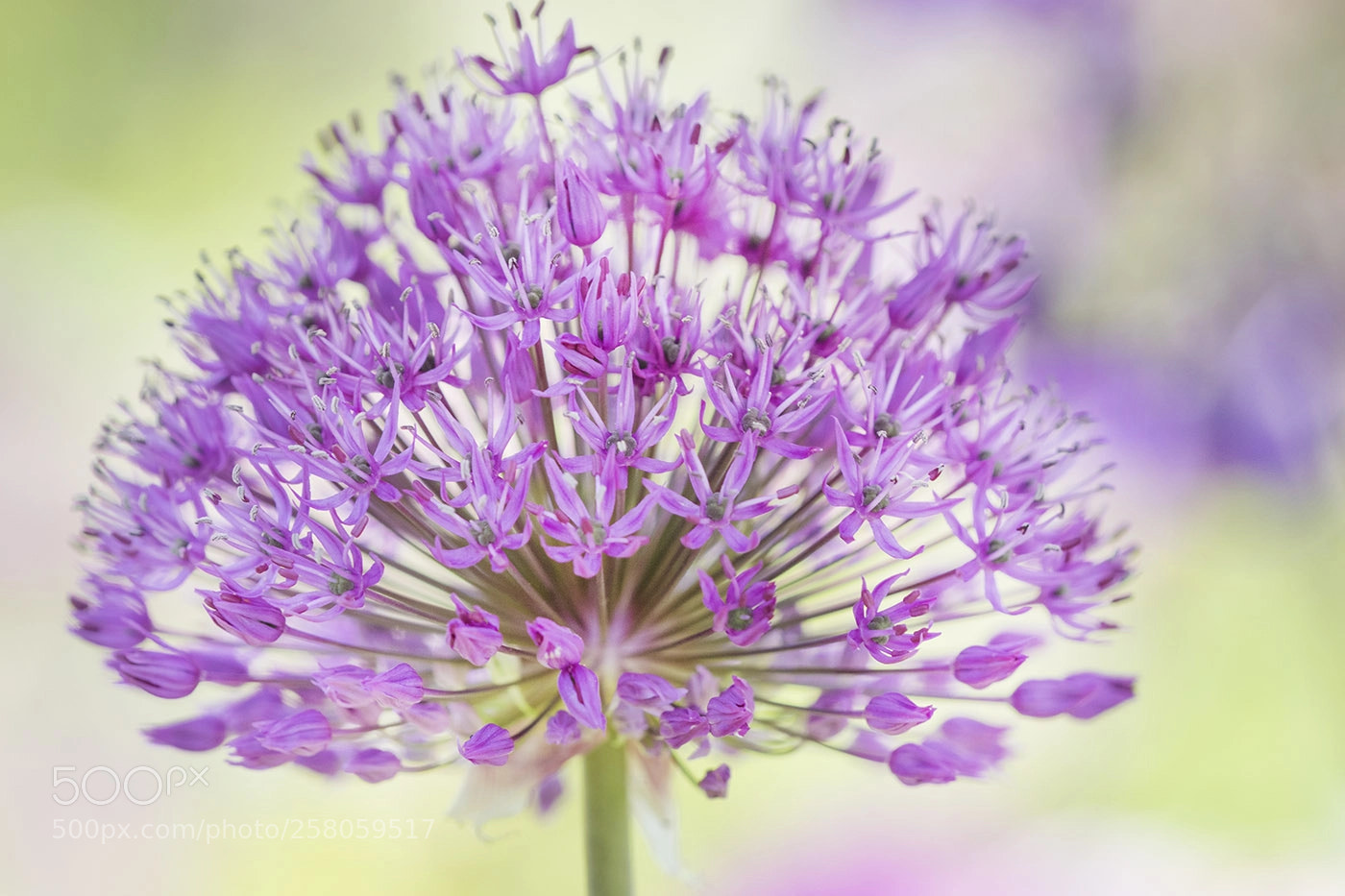 Canon EOS 7D Mark II sample photo. Allium photography